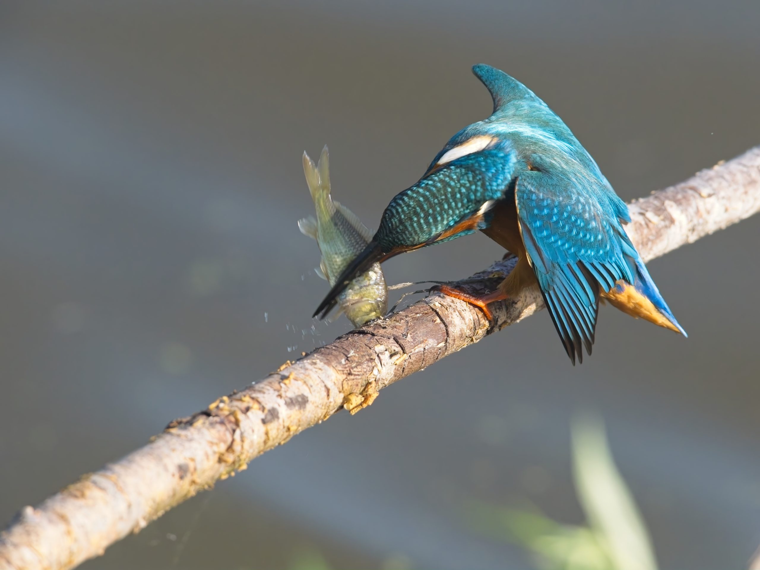 IJsvogels in de Flevopolder