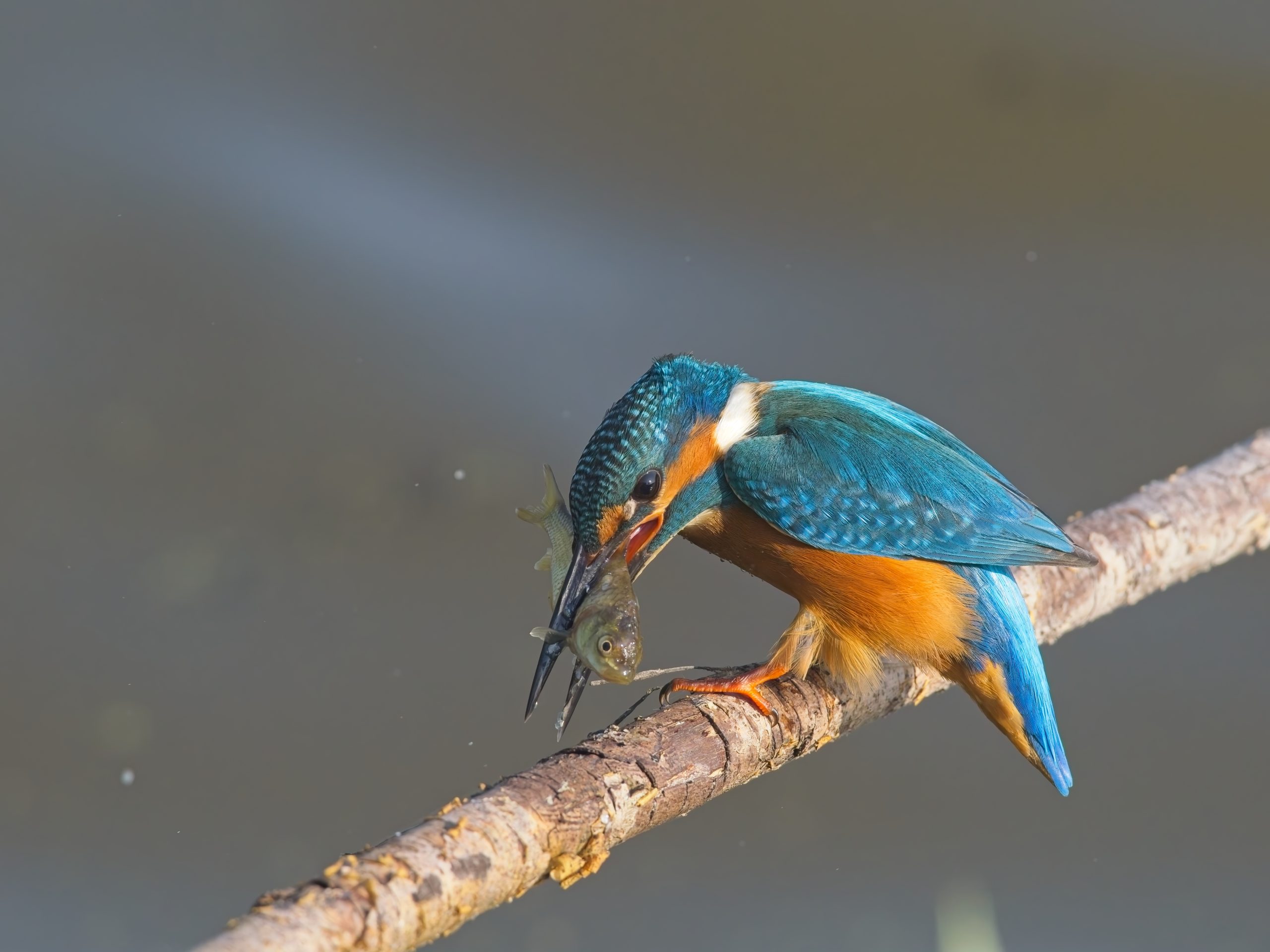 IJsvogels in de Flevopolder