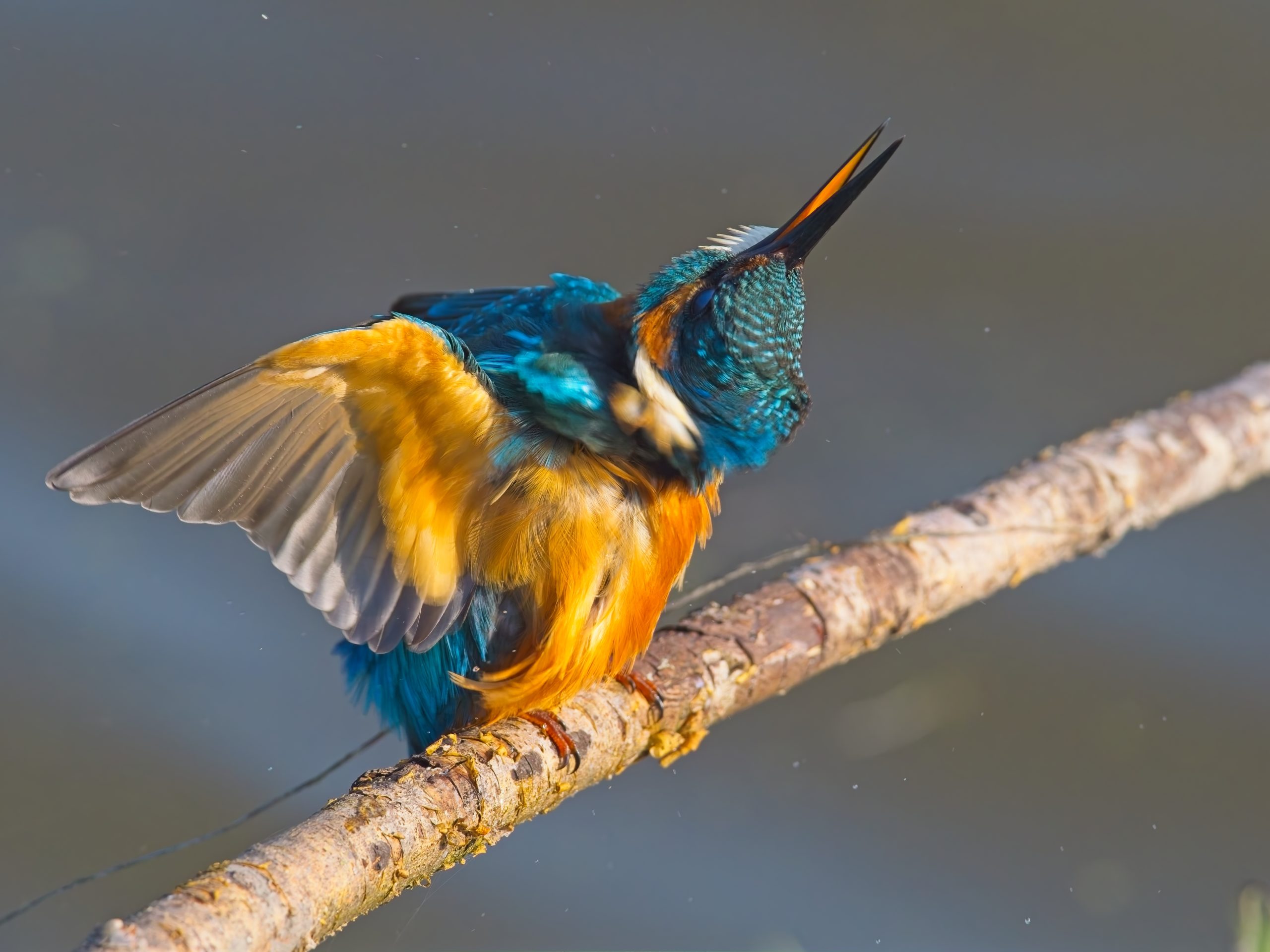 IJsvogels in de Flevopolder