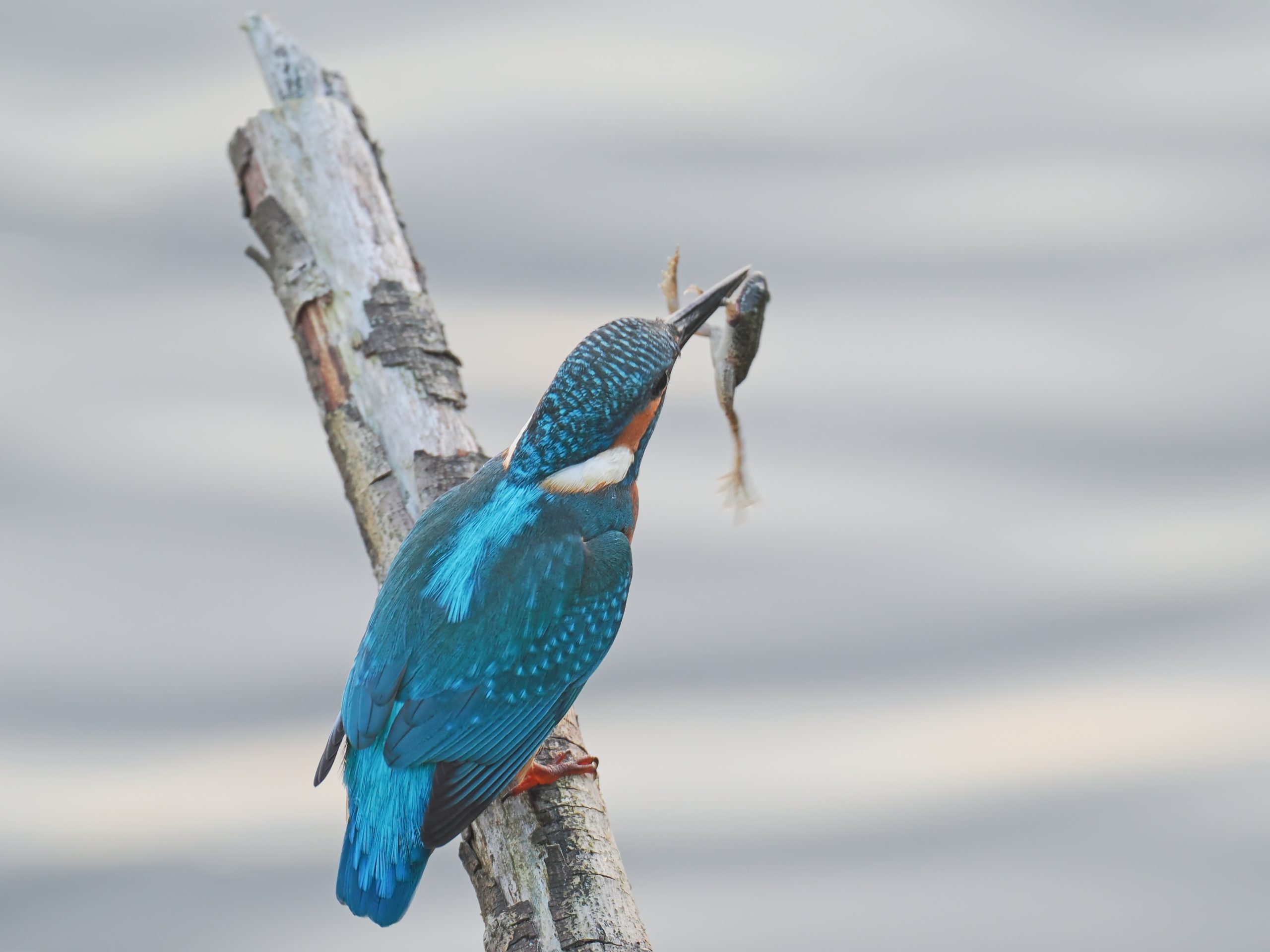 IJsvogels in de Flevopolder