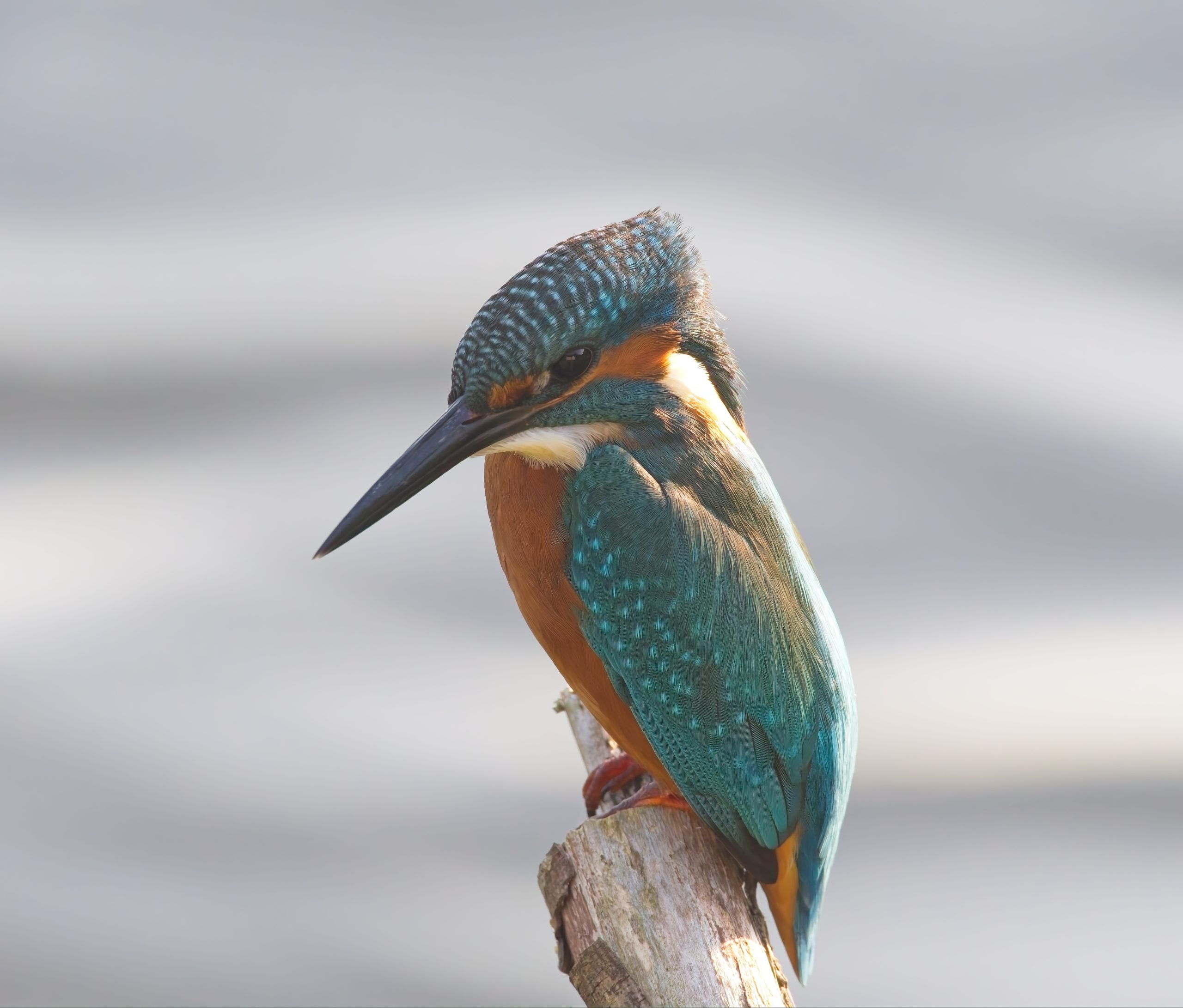 IJsvogels in de Flevopolder