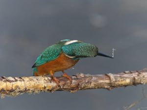IJsvogels in de Flevopolder