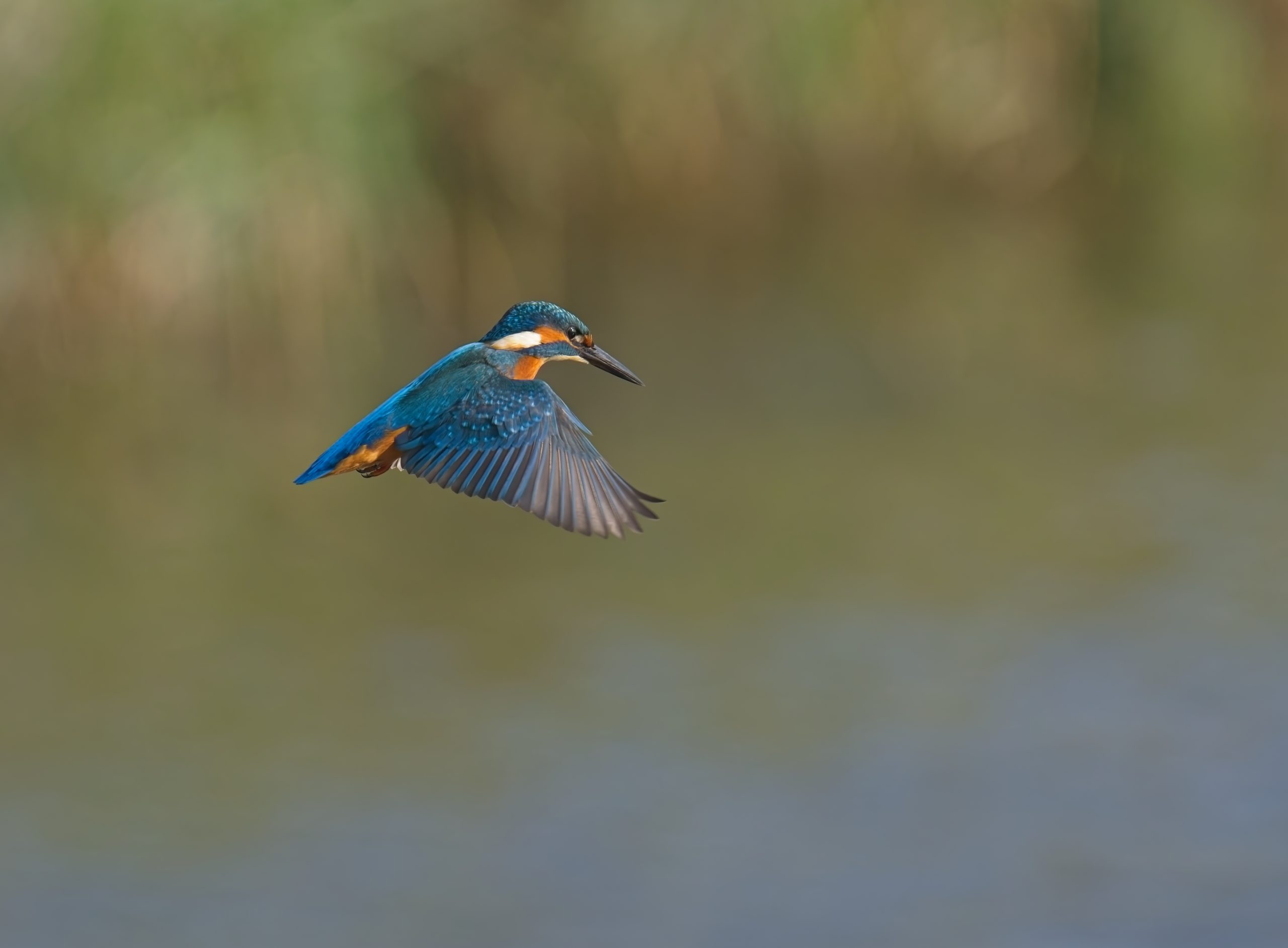 IJsvogels in de Flevopolder